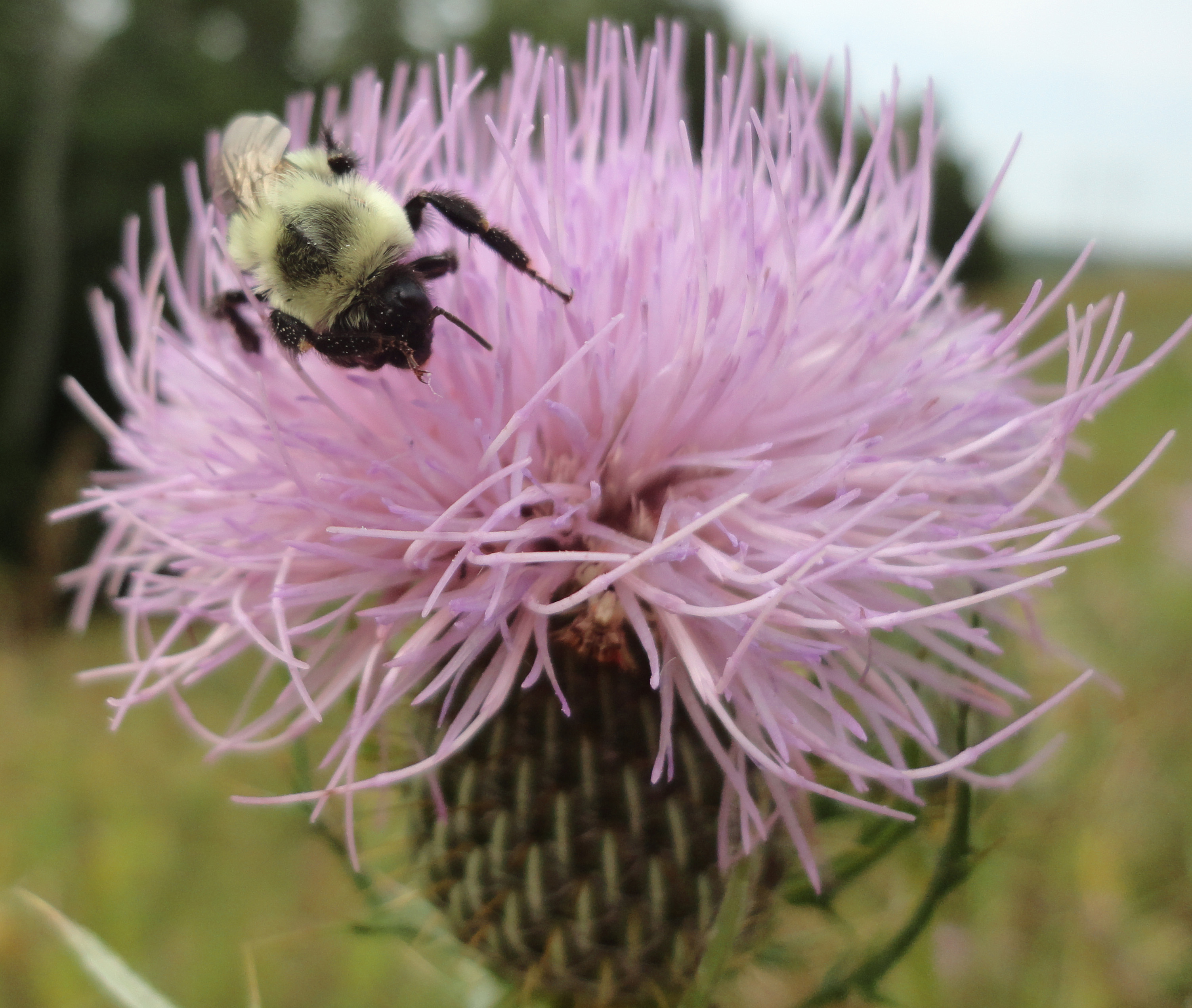 (c) 2013. Bobby James.