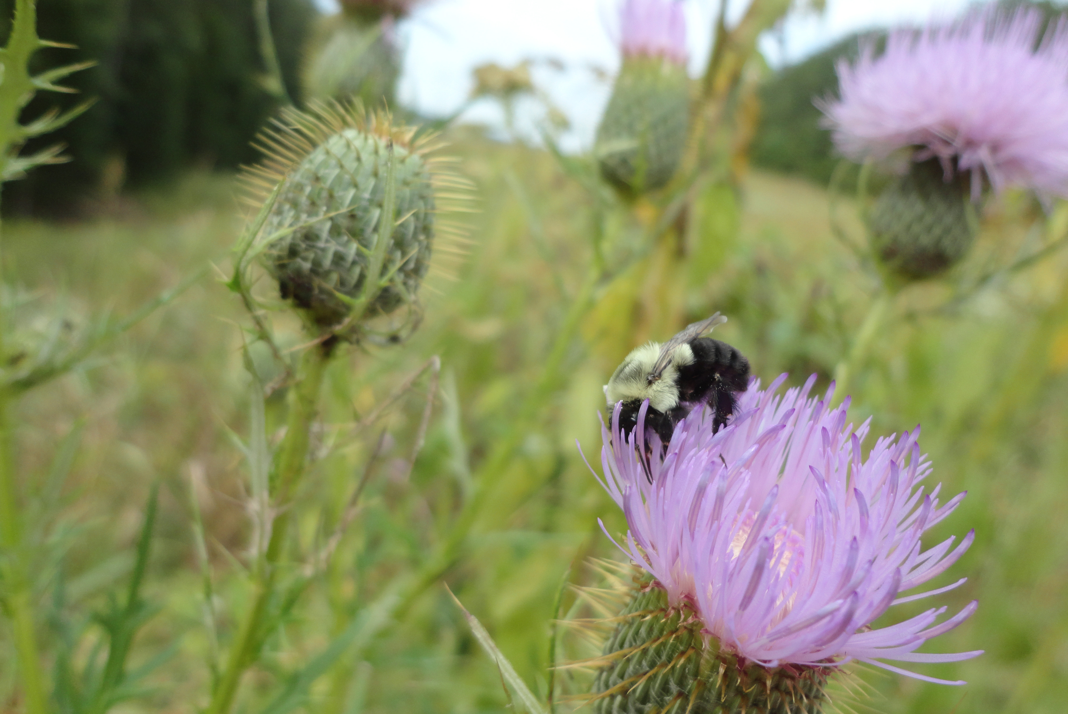 (c) 2013. Bobby James.