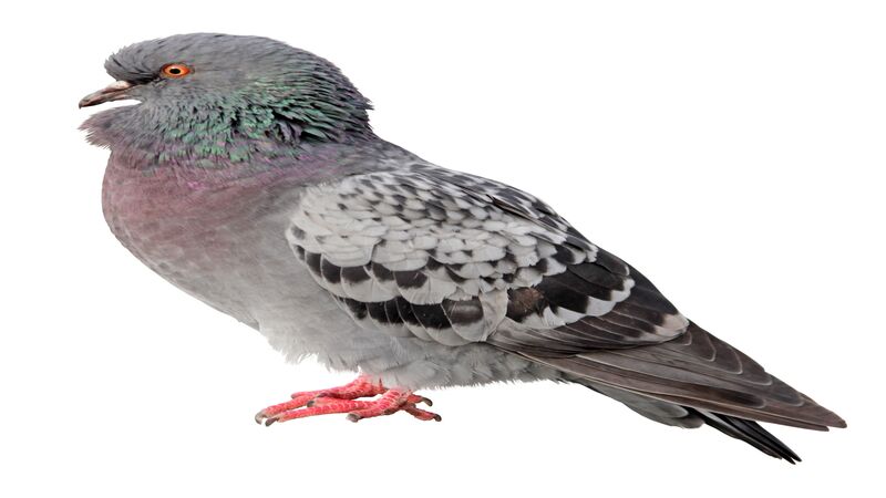 A Complete Guide to Bird Removal in Westfield, MA