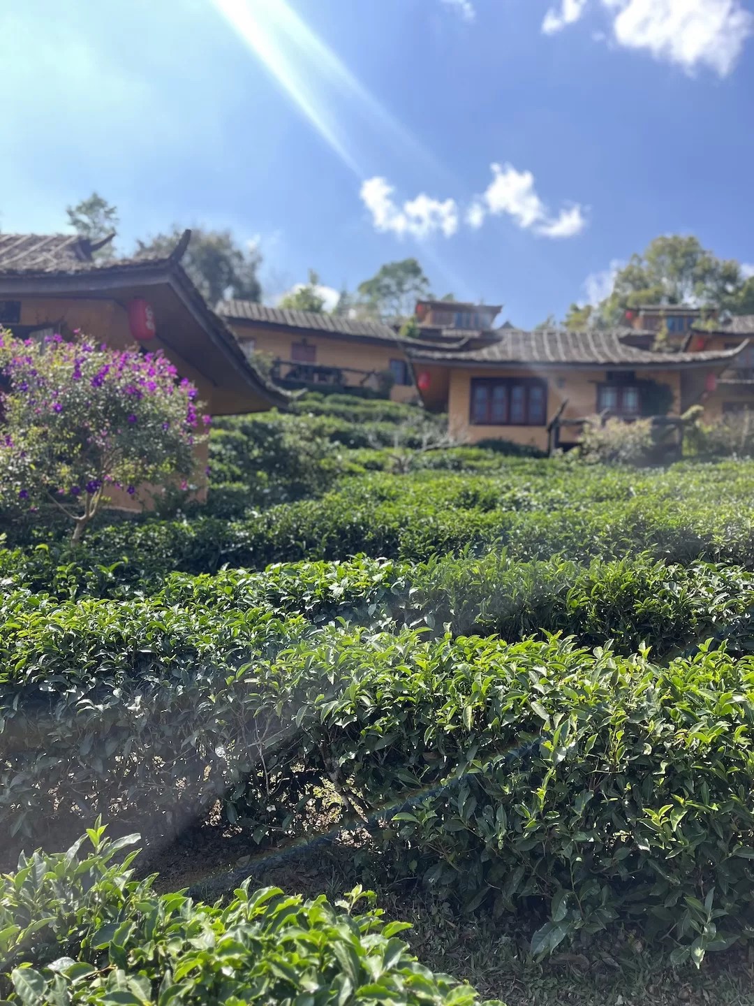 the beautifully manicured tea gardens and authentic chinese guesthouses at the lee wine resort in Ban Rak Thai