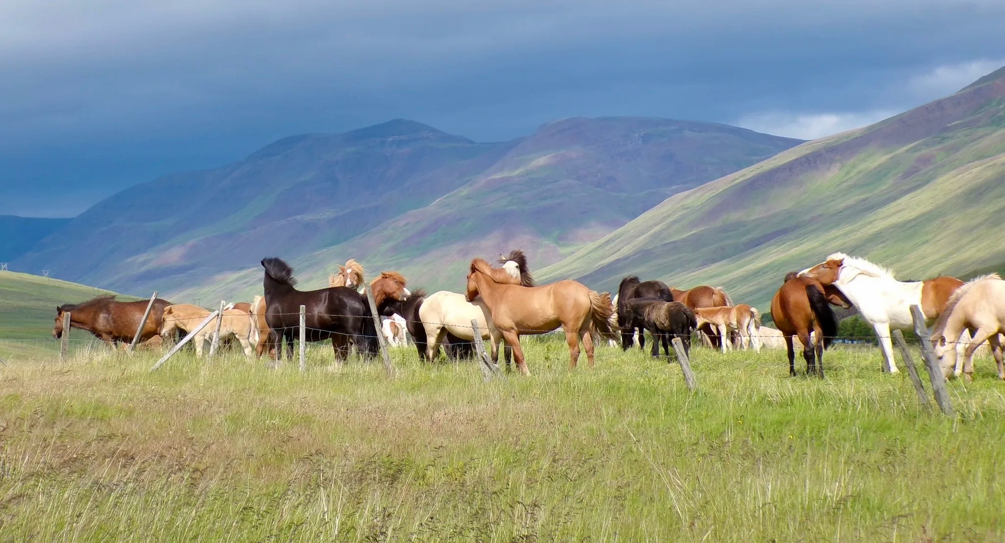 lots of icelandic horses in a group in a green valley in iceland