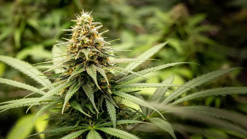 Featured image for Trump Moves to Reclassify Marijuana, Sparking National Debate