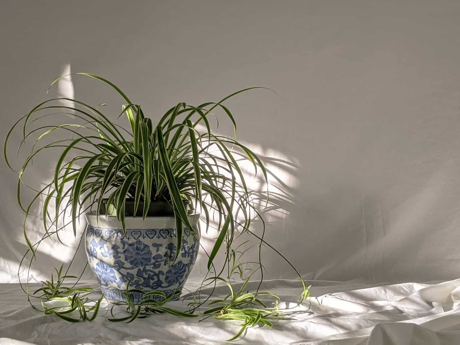 Spider plant in a blue and white pot