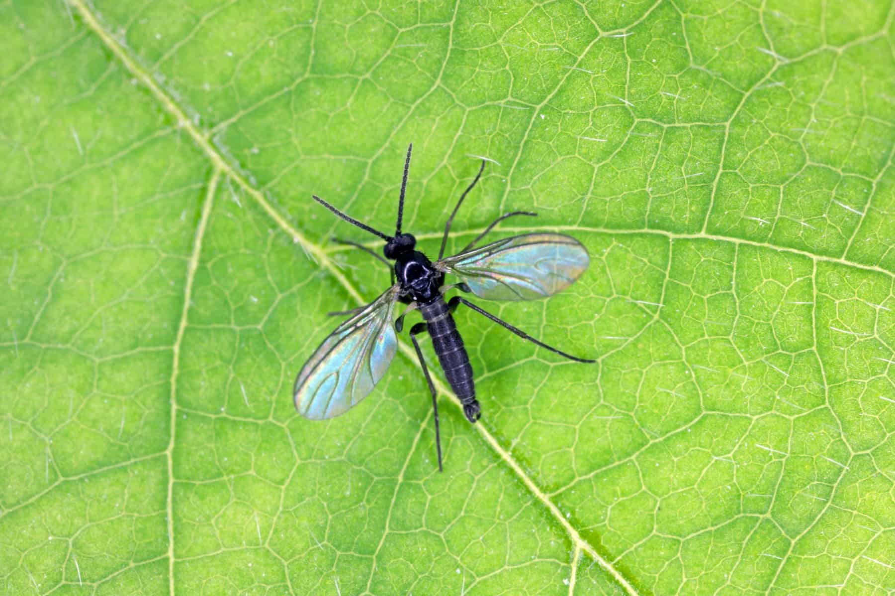 Small black fungus gnat bug on a plant leaf