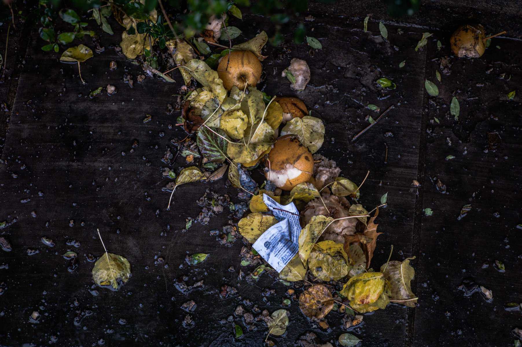Pear food scraps, leaves and paper in a compost bin.