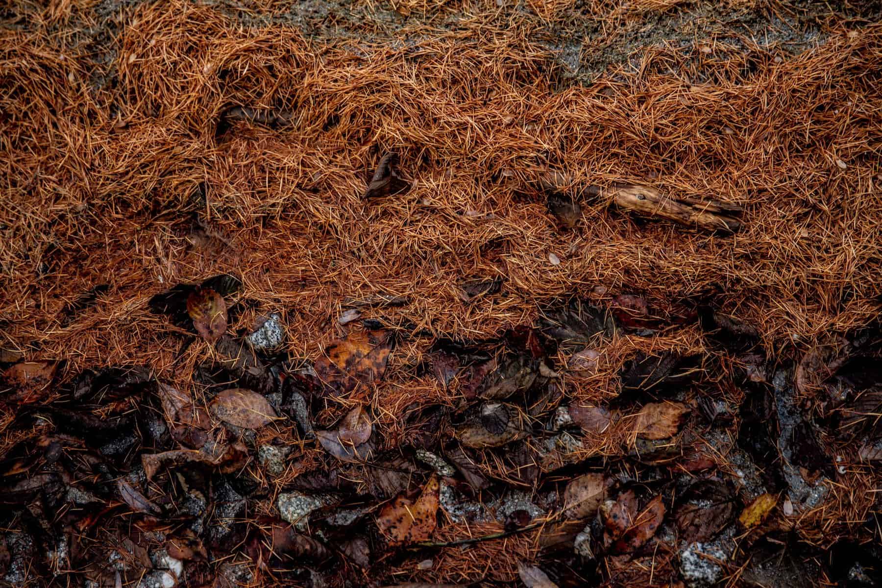 Dry pine needles on the ground, ready to be added to the compost pile.