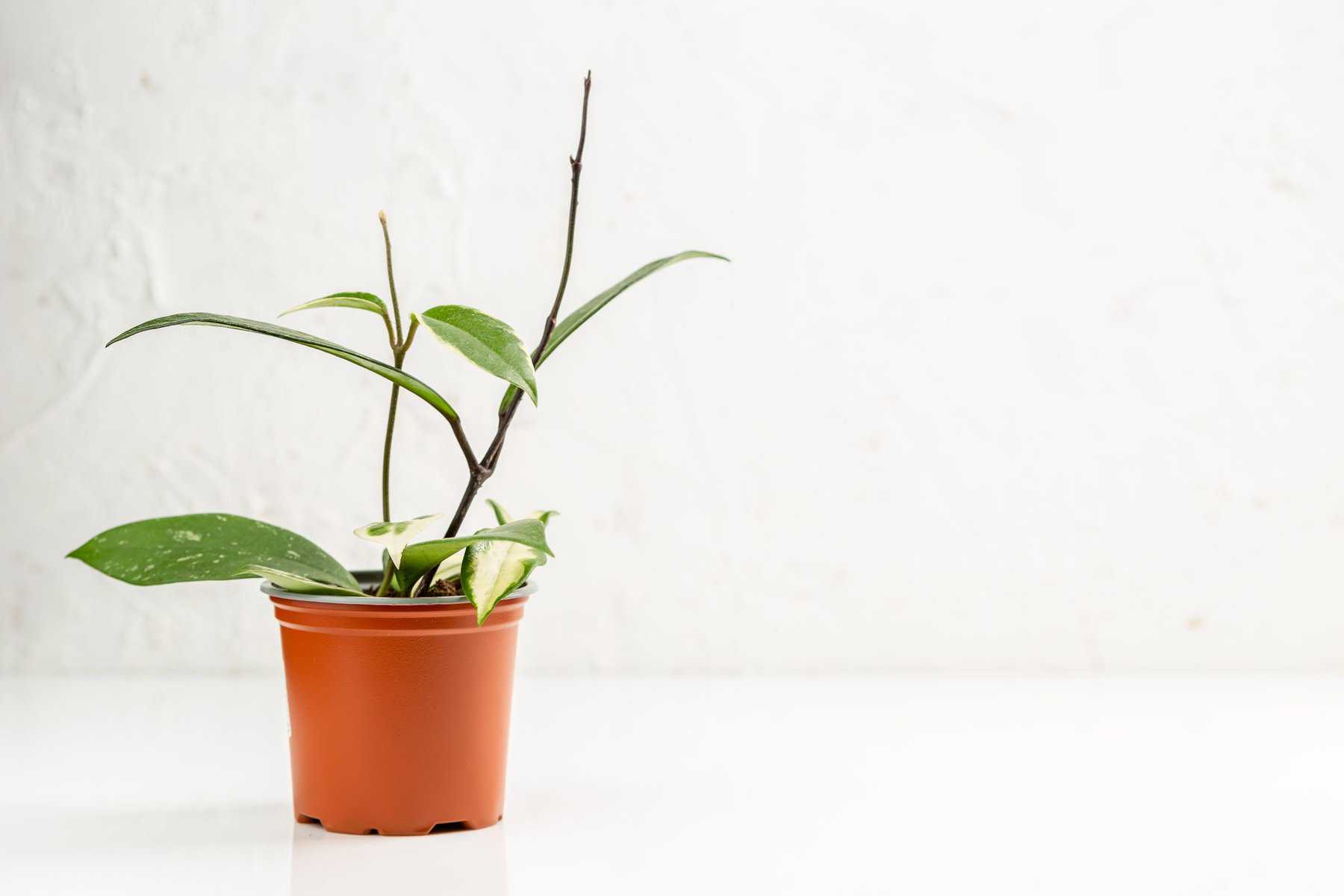 Hoya plant in the nursery pot over white wall
