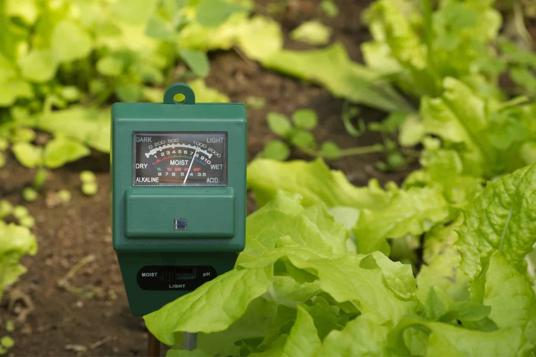 soil moisture light intensity and ph testing meter in a vegetable garden that is growing lettuce