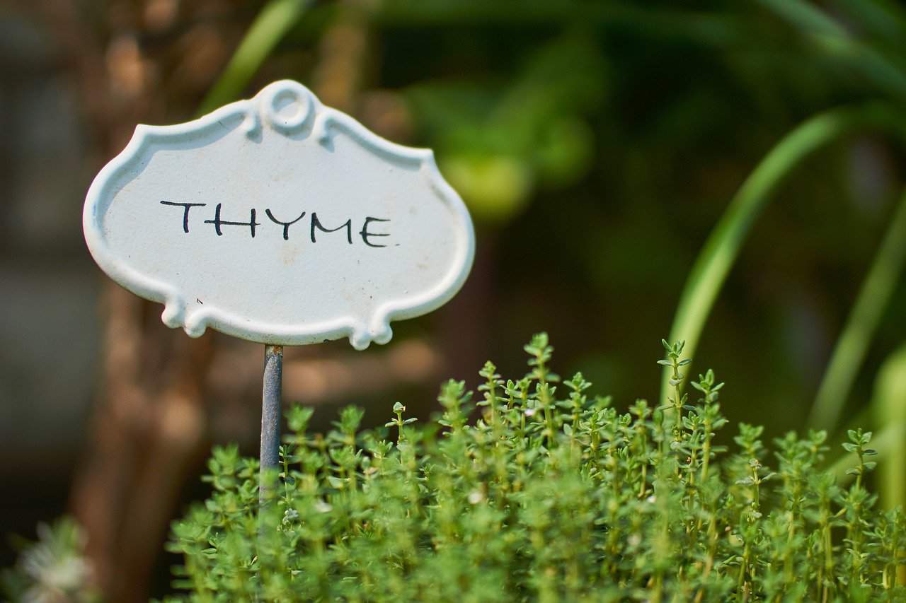 Thyme herbs plant growing in a garden in fall