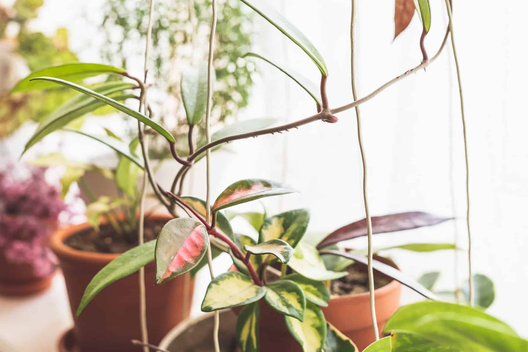 Image of Hoya plants on a windowsill which have thick glossy leaves like succulents