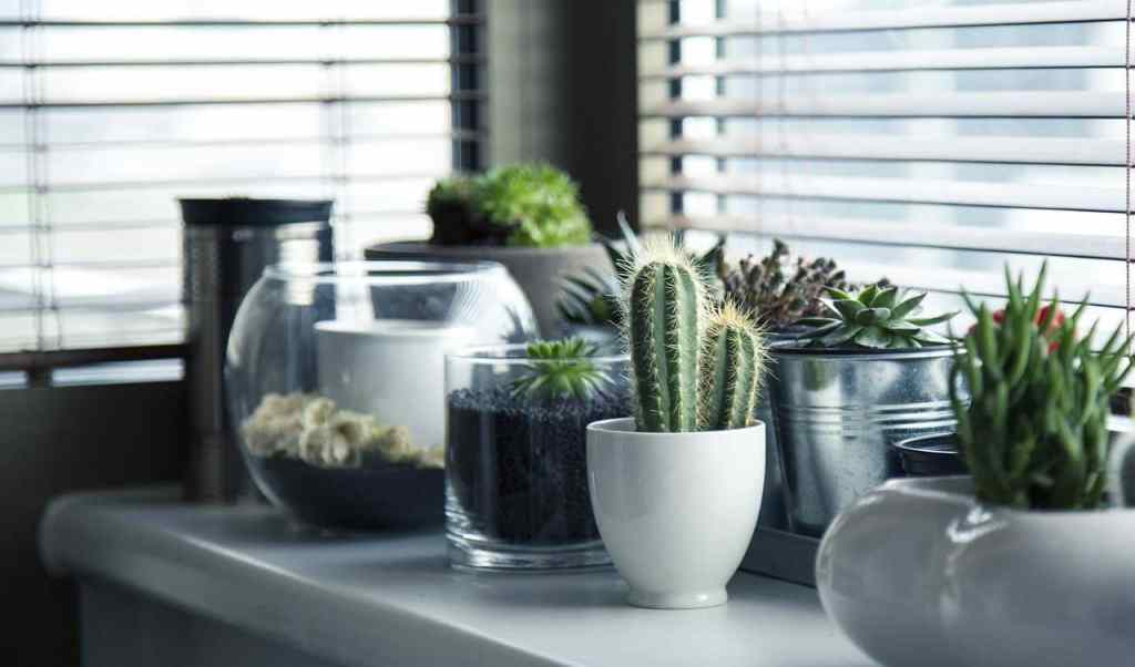 Cacti and succulents plants on a windowsill