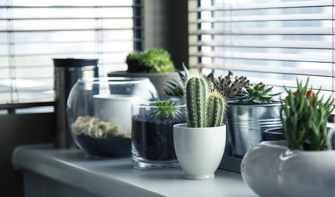 Cacti and succulents plants on a windowsill