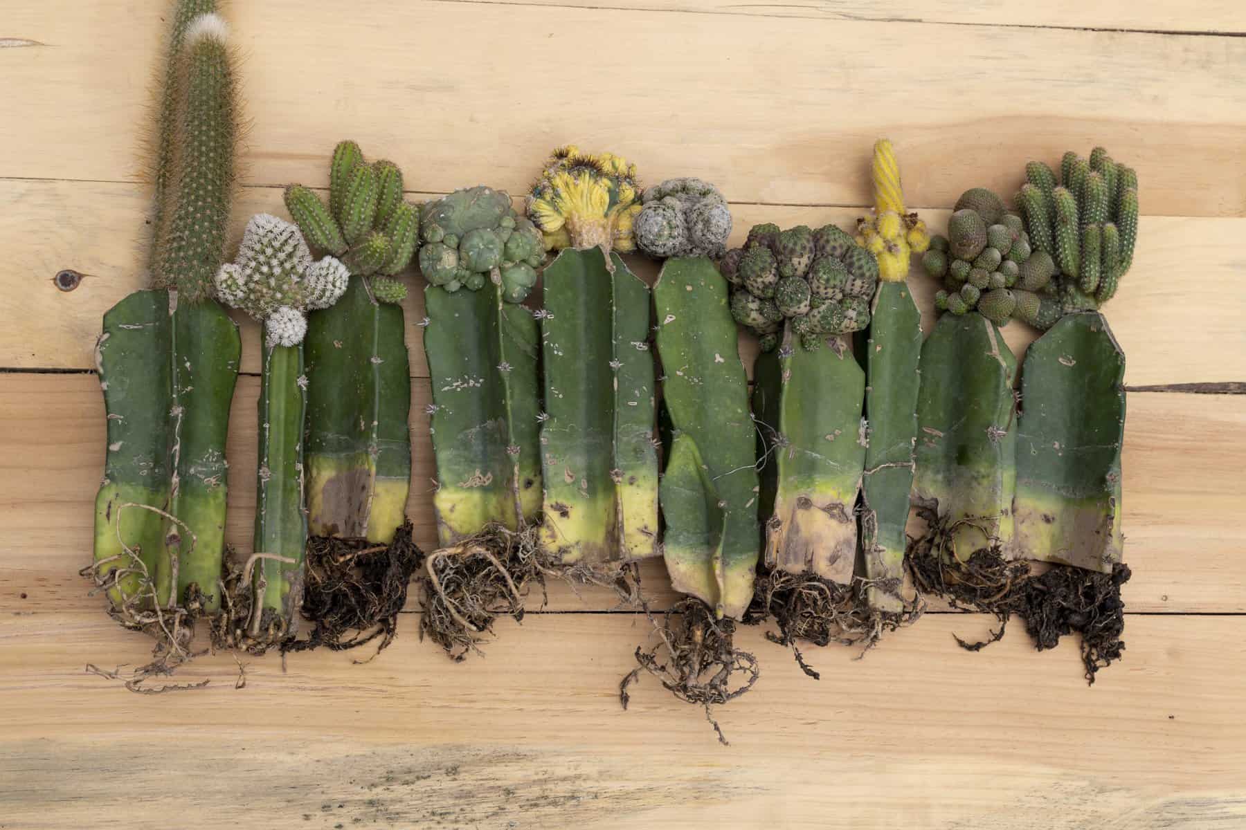 Cactus plants with their roots showing on a wooden background