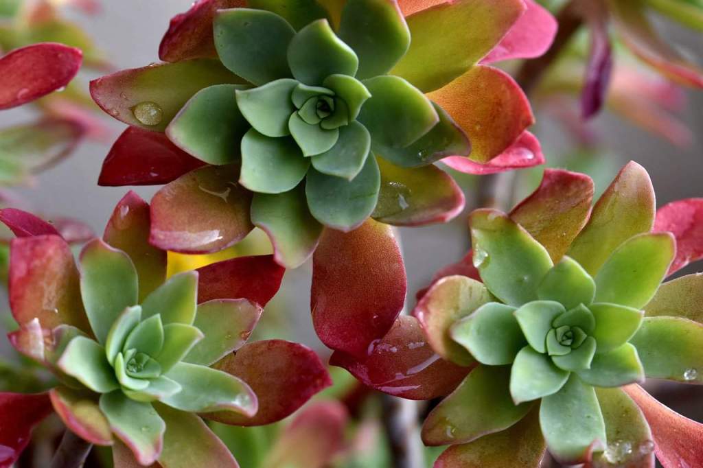 Red and green succulents in humid environment