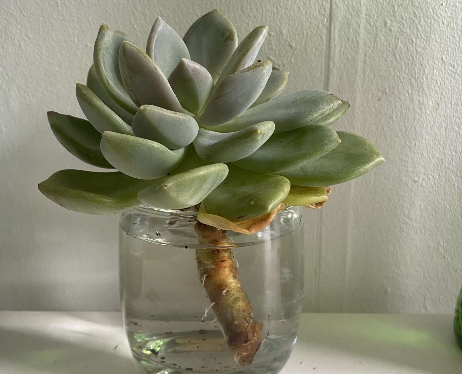 Succulent plant growing in a jar of water