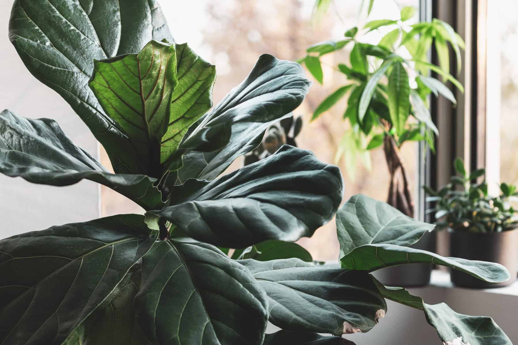 Closeup image of the top of tropical fiddle leaf fig house plants in a bedroom