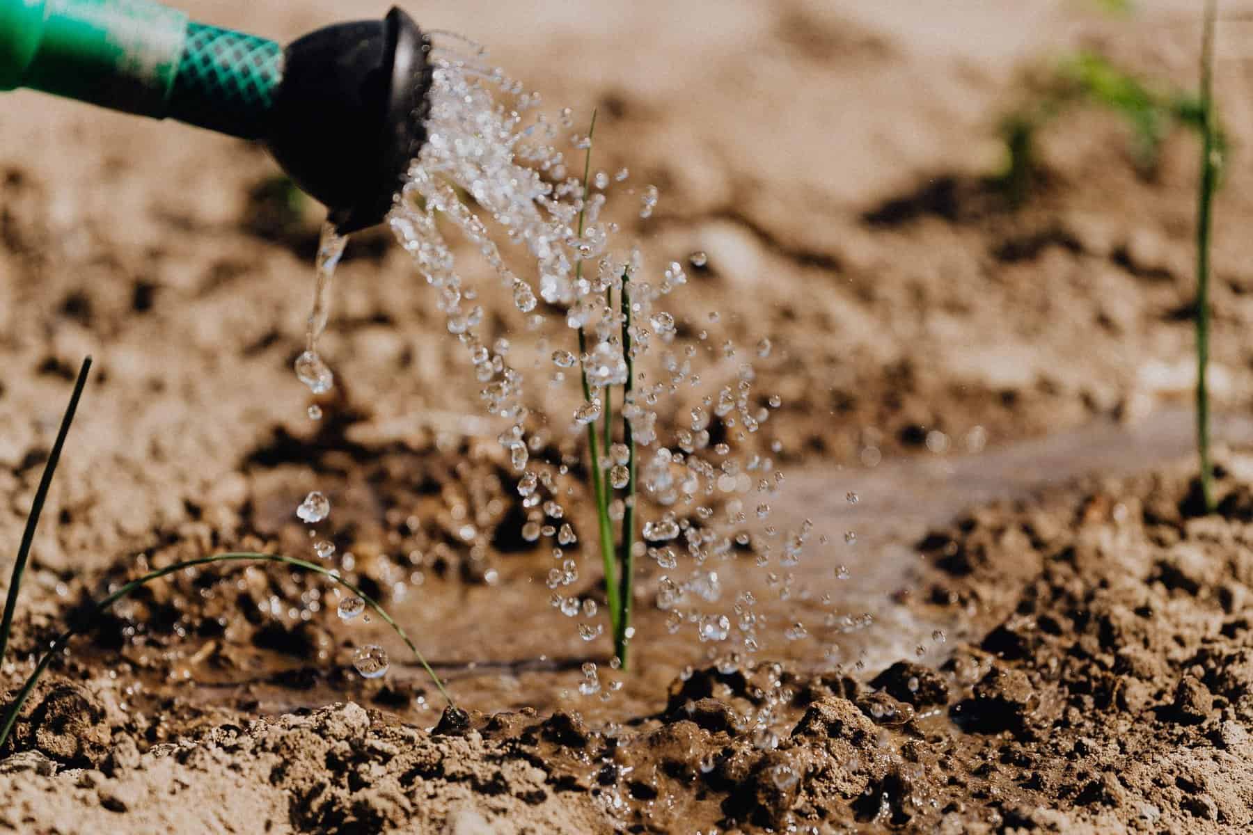 A plant in clay soil being watered