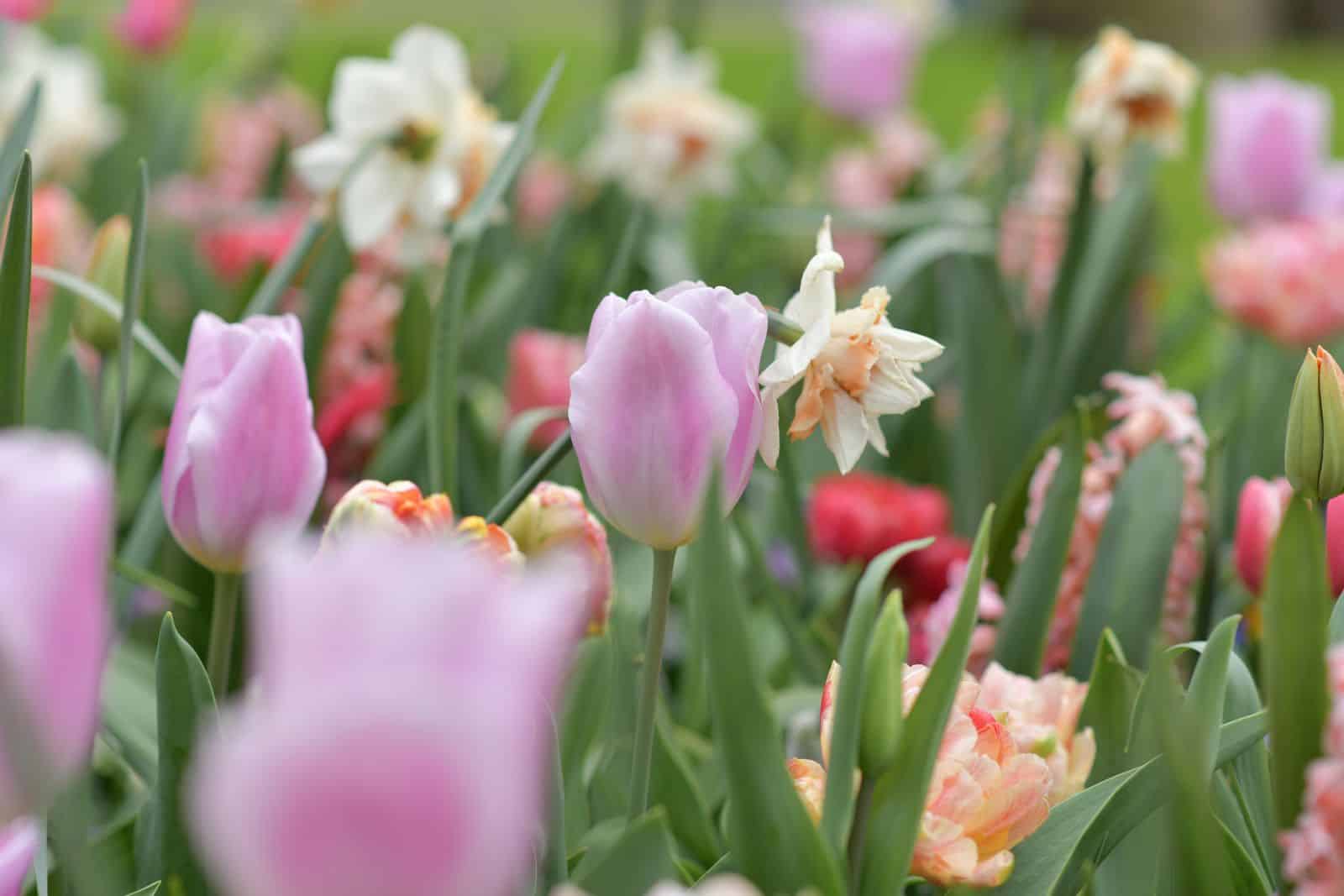 Perennial flowers growing with tulip plants in a flower garden