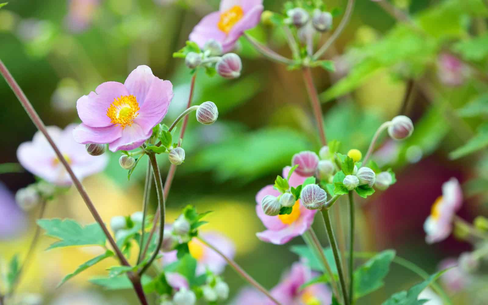 Japanese Anemone perennials that bloom spring to fall