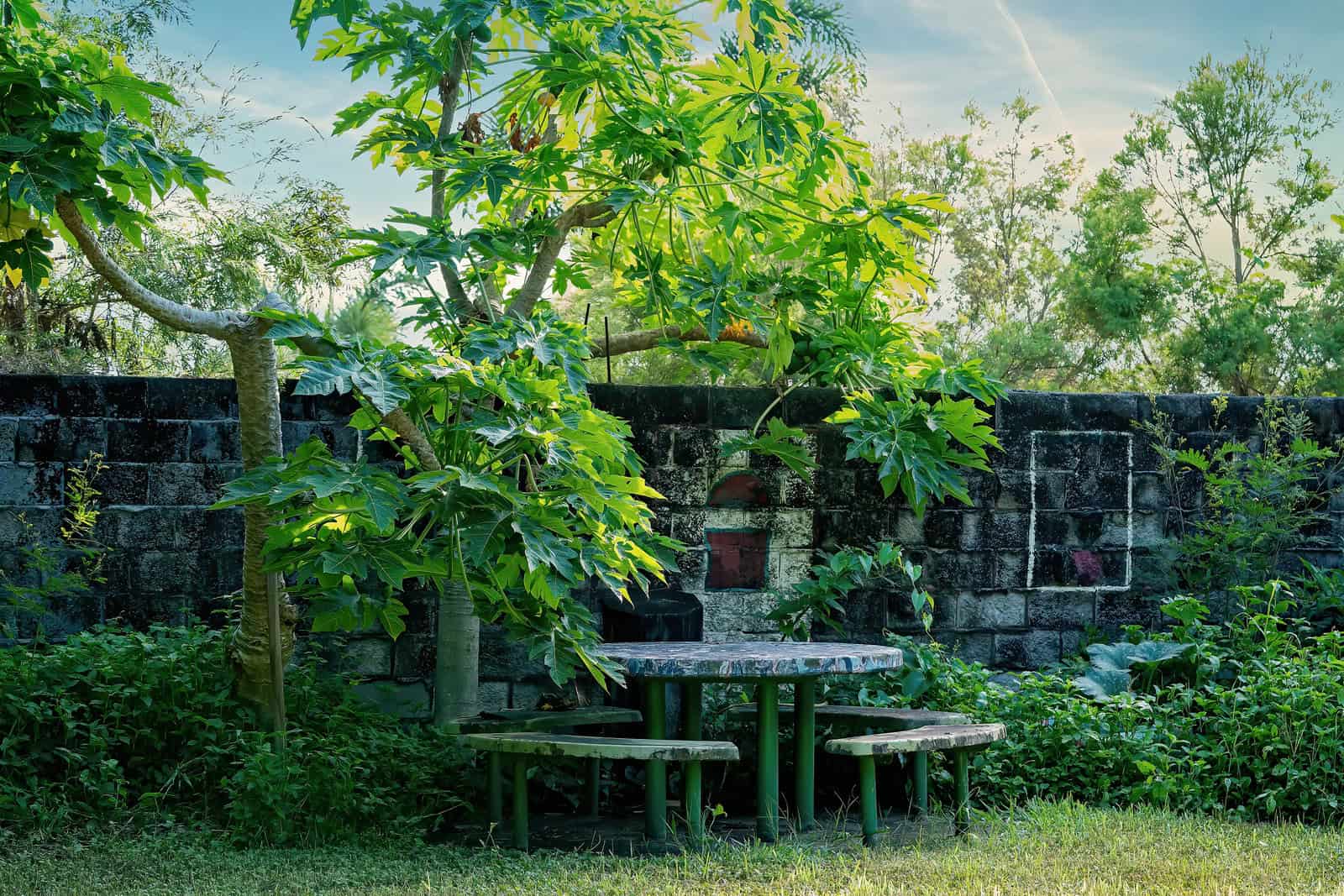 A perennial garden in the shade.