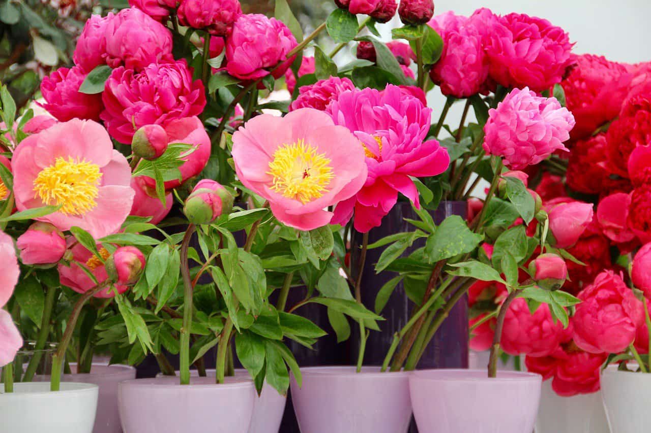 Pink blooming peonies growing in small pots.