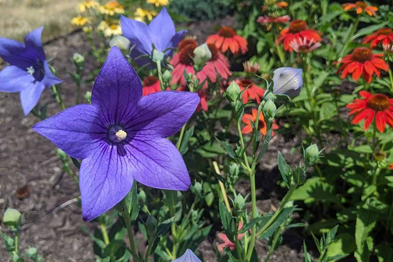 18 Perennials You Should Never Cut Back In Fall