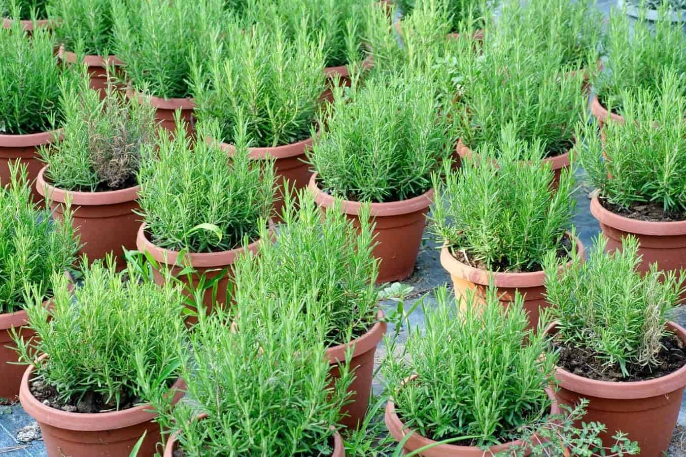 Rosemary growing in pots and containers.