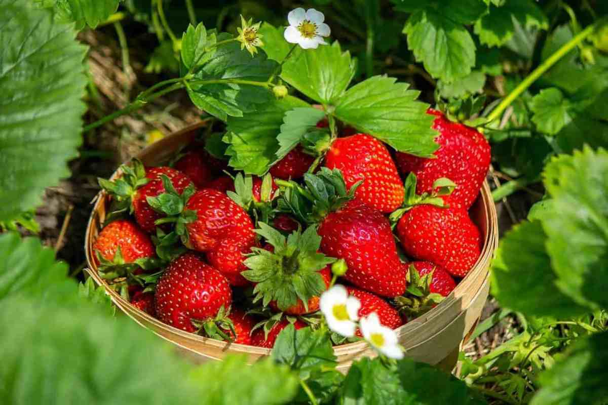 Strawberries in a basket in the garden at the farm. Nature. Selective focus.