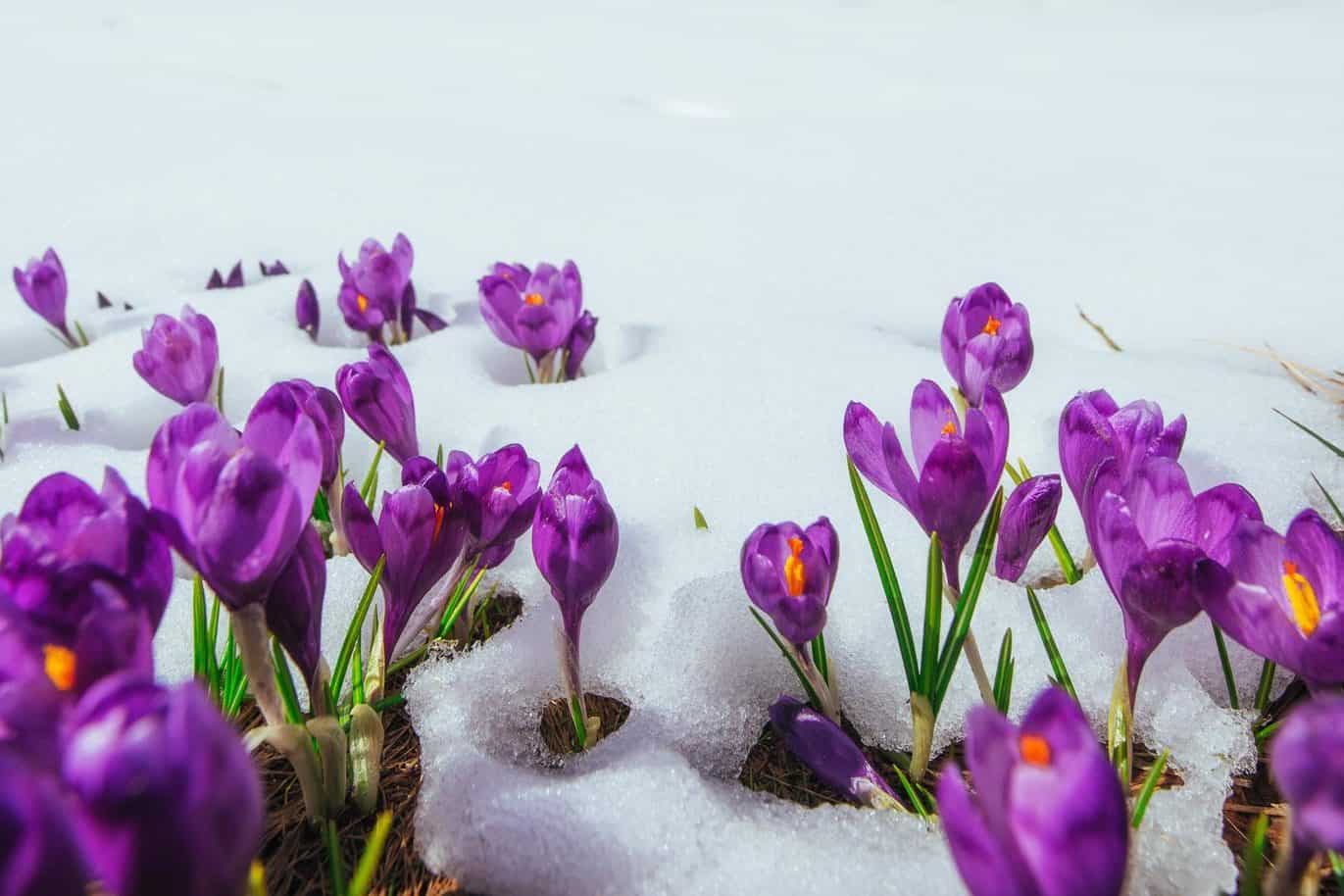 Spring crocuses in melting winter snow.