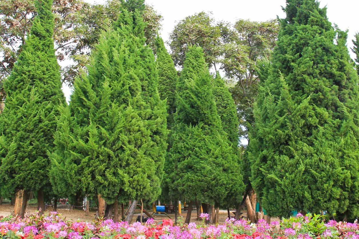 Plants and flowers growing under pine trees.