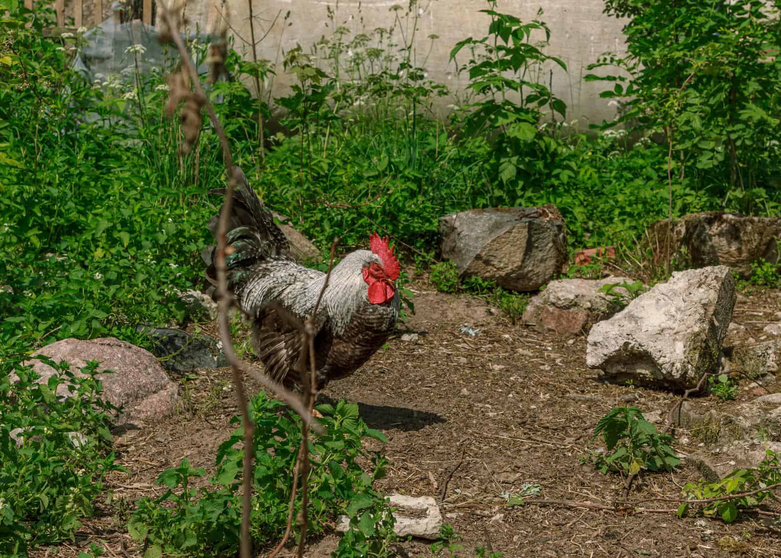 Best plants for chicken run.