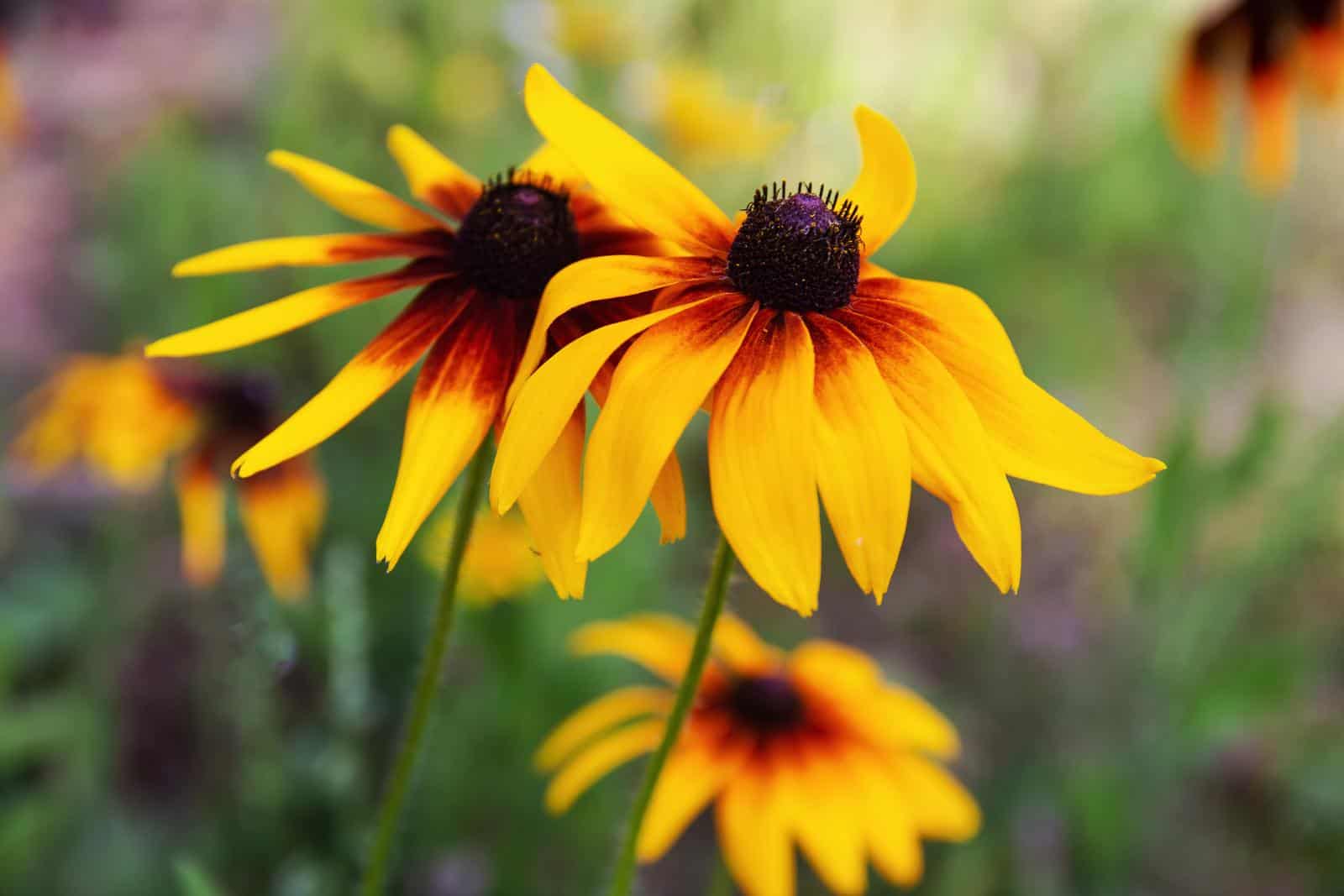 perennials to cut back in fall.