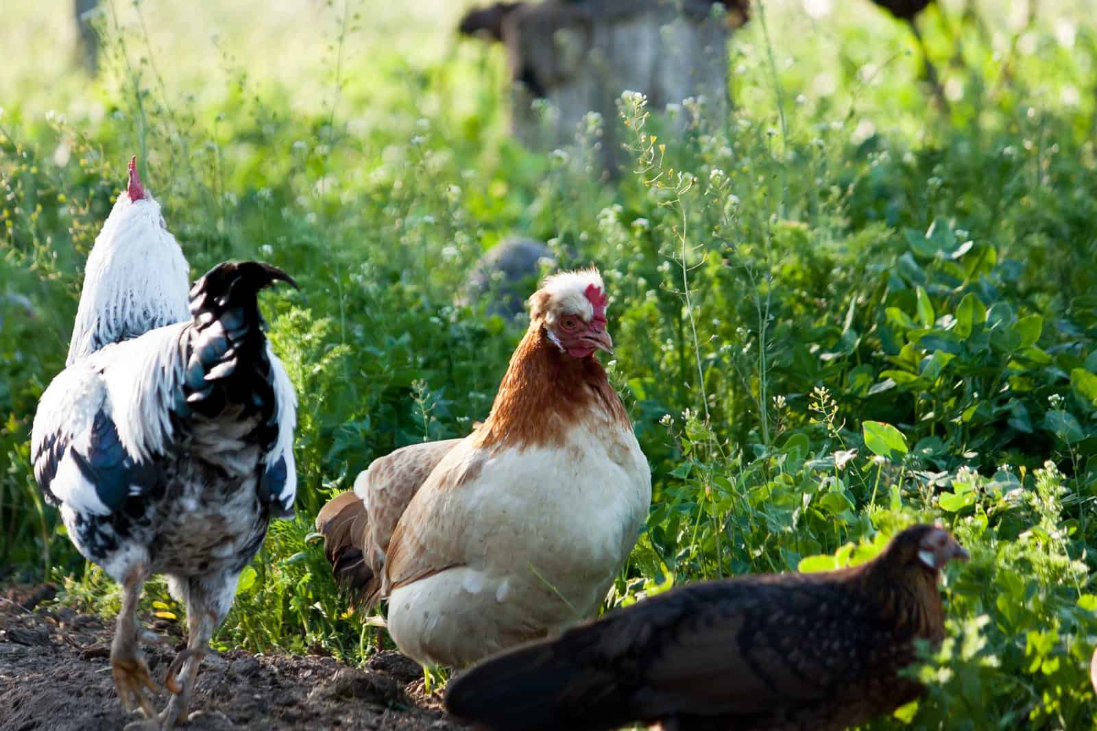 safe weeds for chickens.