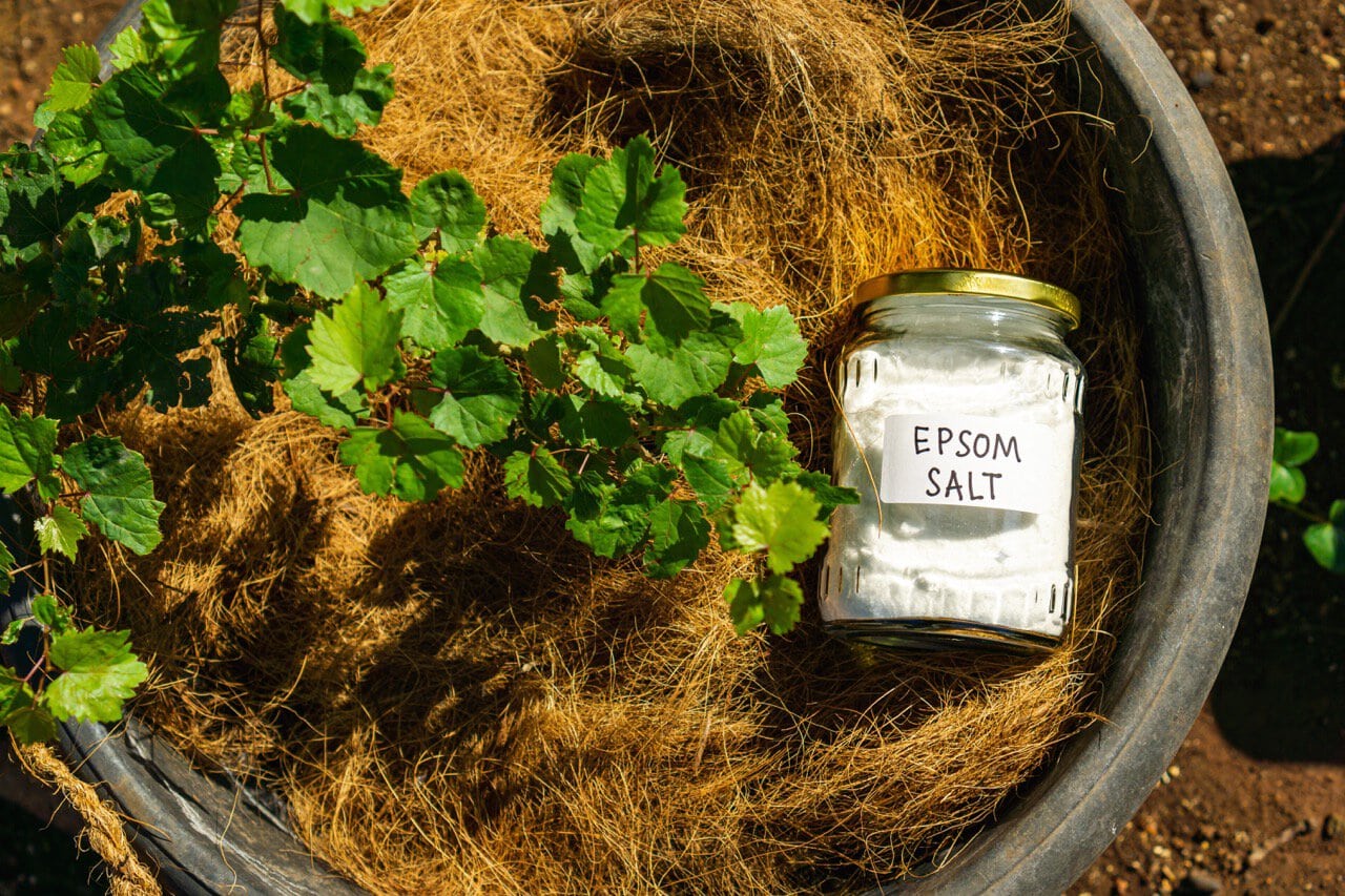 Using epsom salt, magnesium sulfate in home garden and agricultural field concept, for soil improvment.