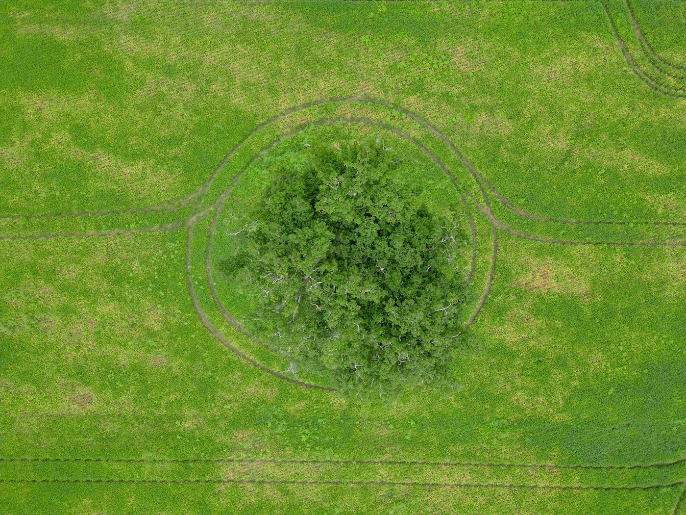 Patrick Brown The Breakthrough Institute - Premium Vintage Design Gallery - 4K