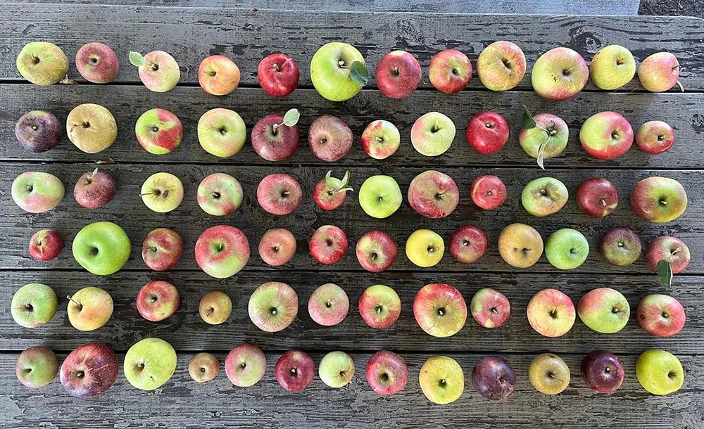 Four Bites: Sunday News – Apple-powered time machine makes Medina mecca for apple lovers