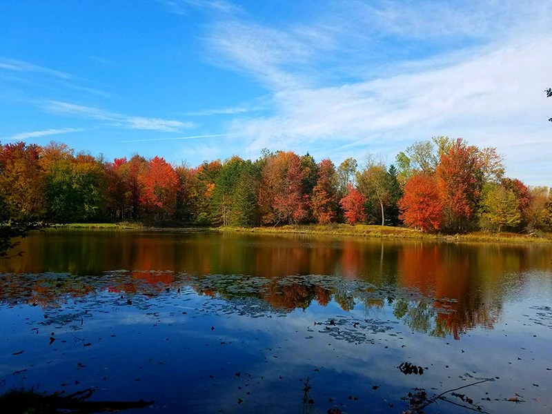 WNY Outdoors: In search of peaceful forest walks