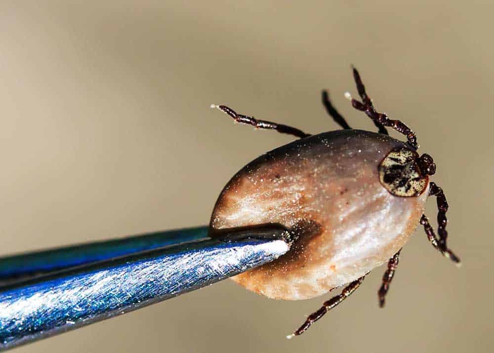 19 animals that eat ticks: natural tick predators