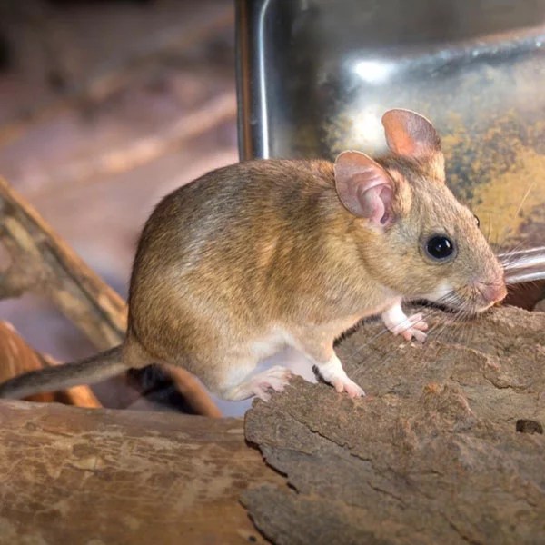 Pack rat identification, habitat, & behavior