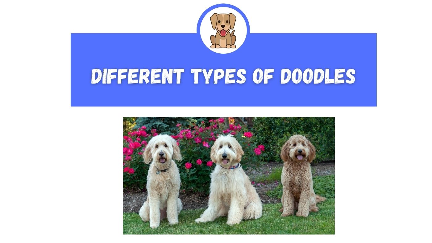 different types of doodle dogs