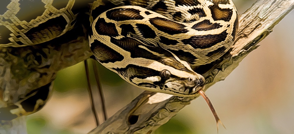 Florida pays hunters to remove invasive pythons