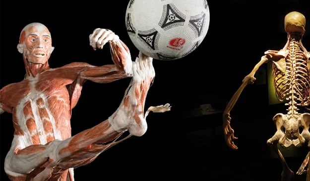 Internationally Acclaimed Body Worlds Vital Exhibition Launches In Sydney
