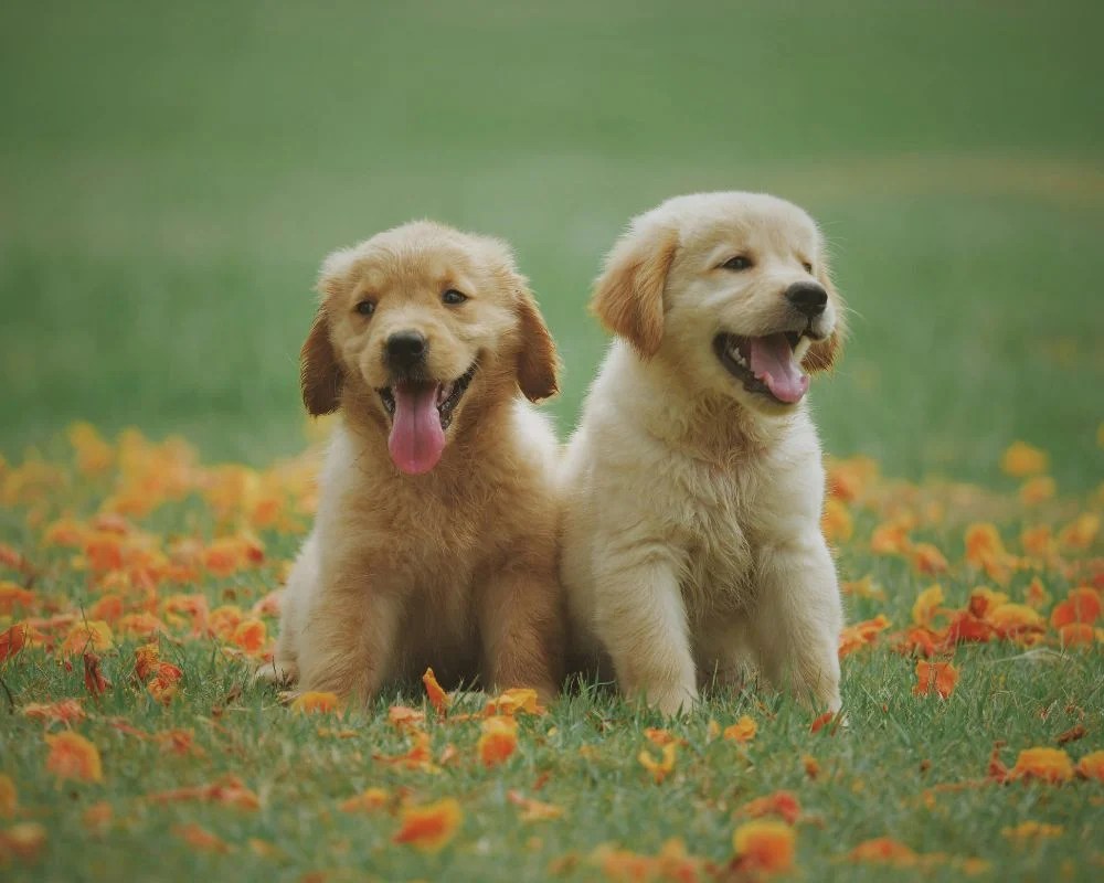 International Dog Day