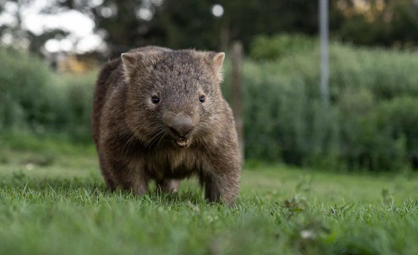 wombats