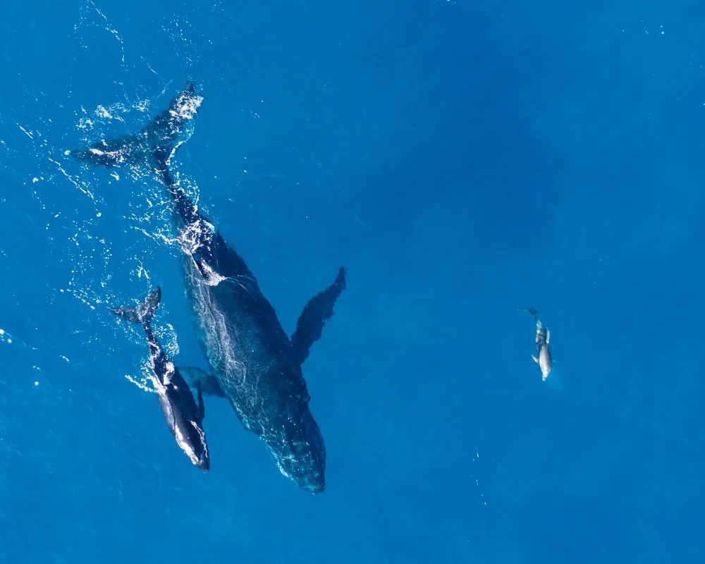 Novotel and WWF