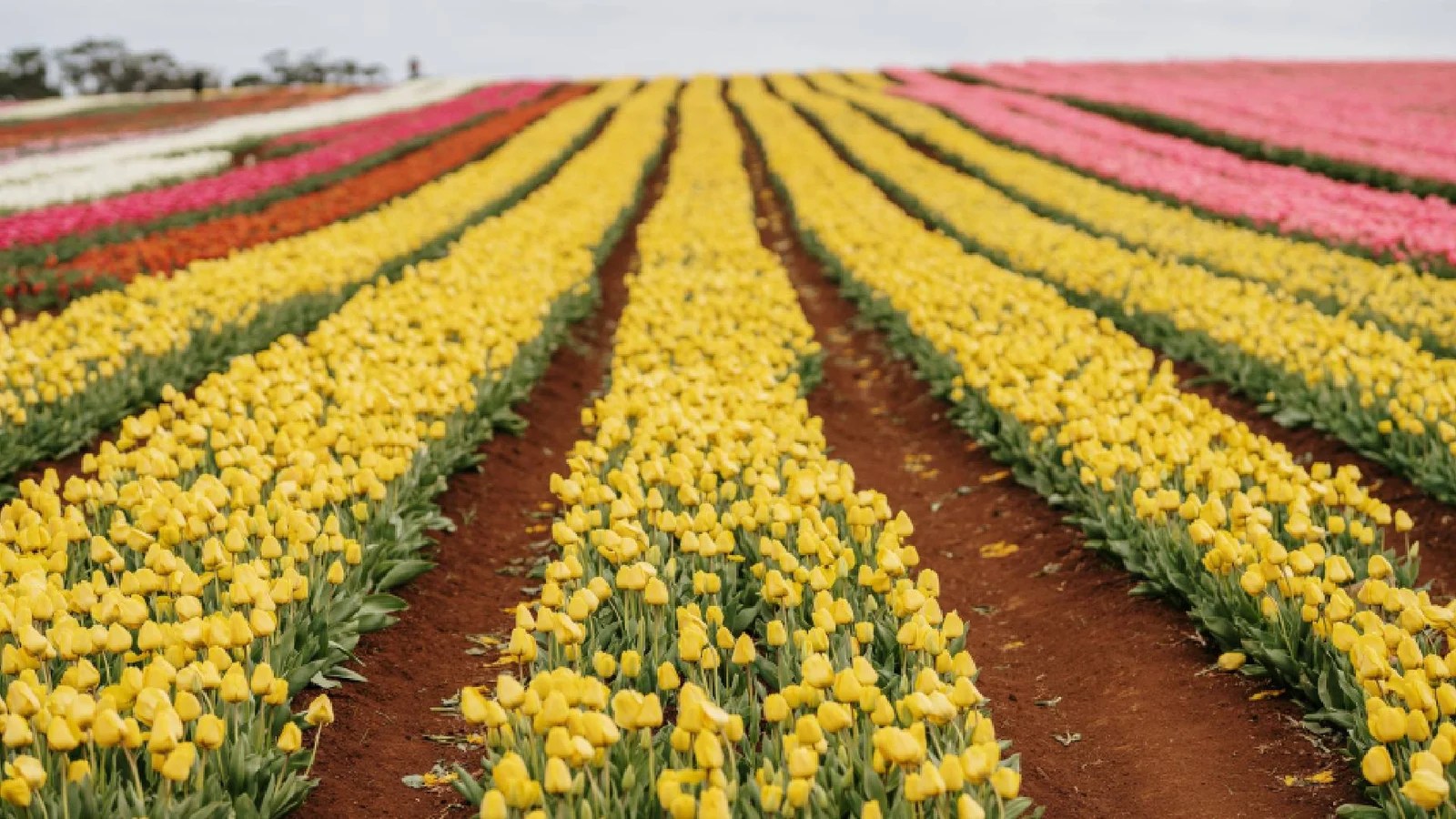 Tulips