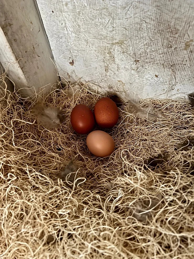 three eggs in a chicken nesting box