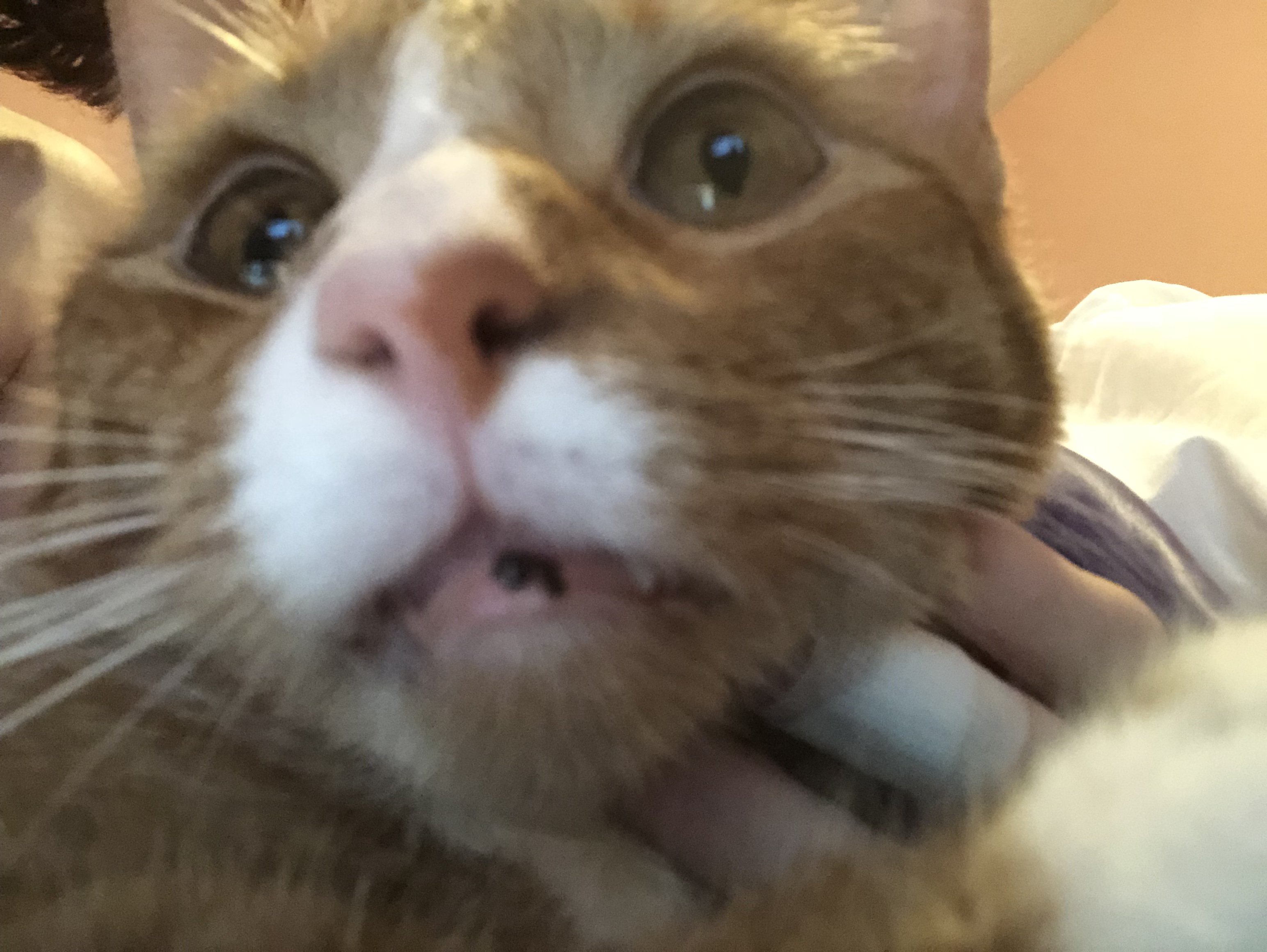Cats lips are turning black