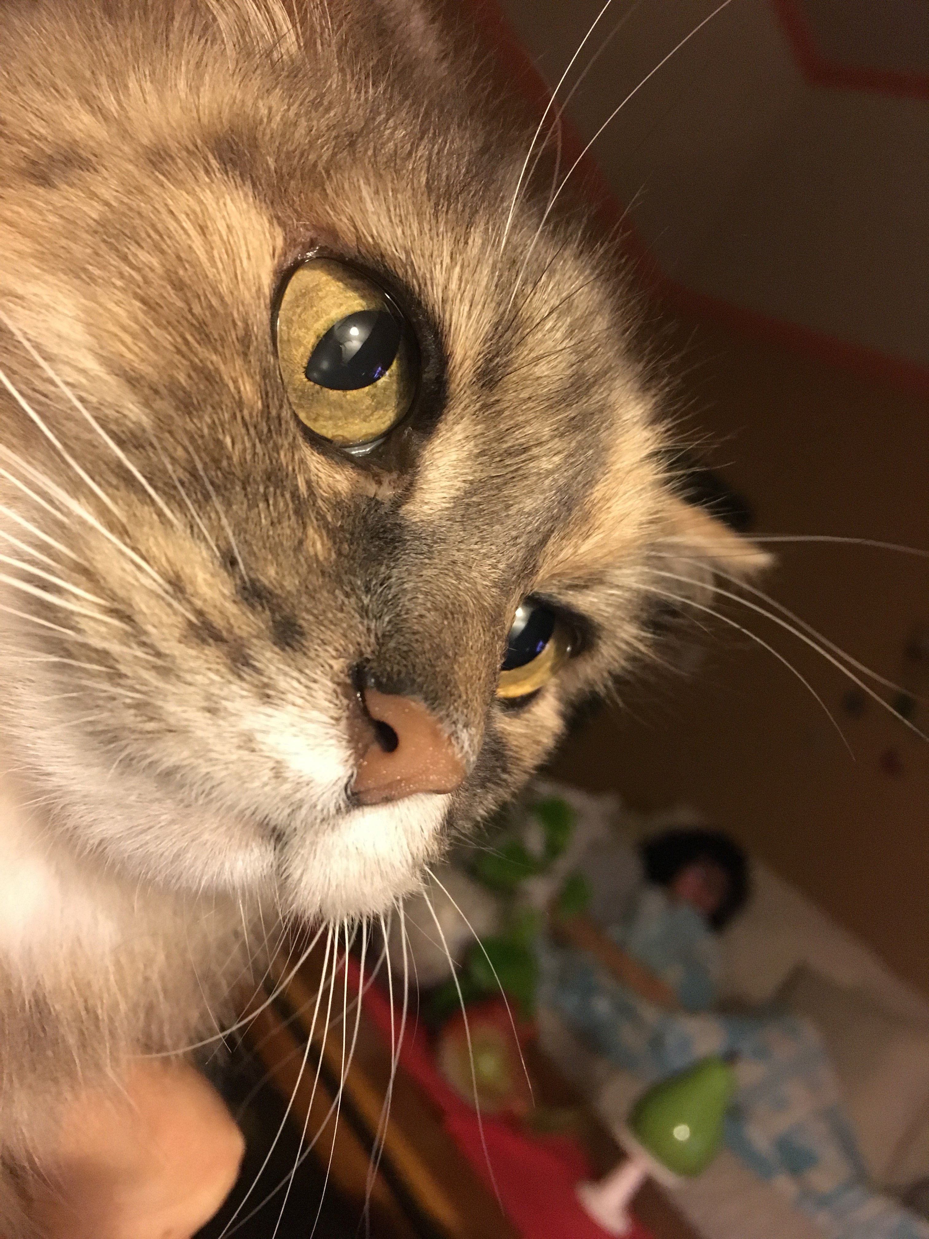 Cat herpes eye discharge