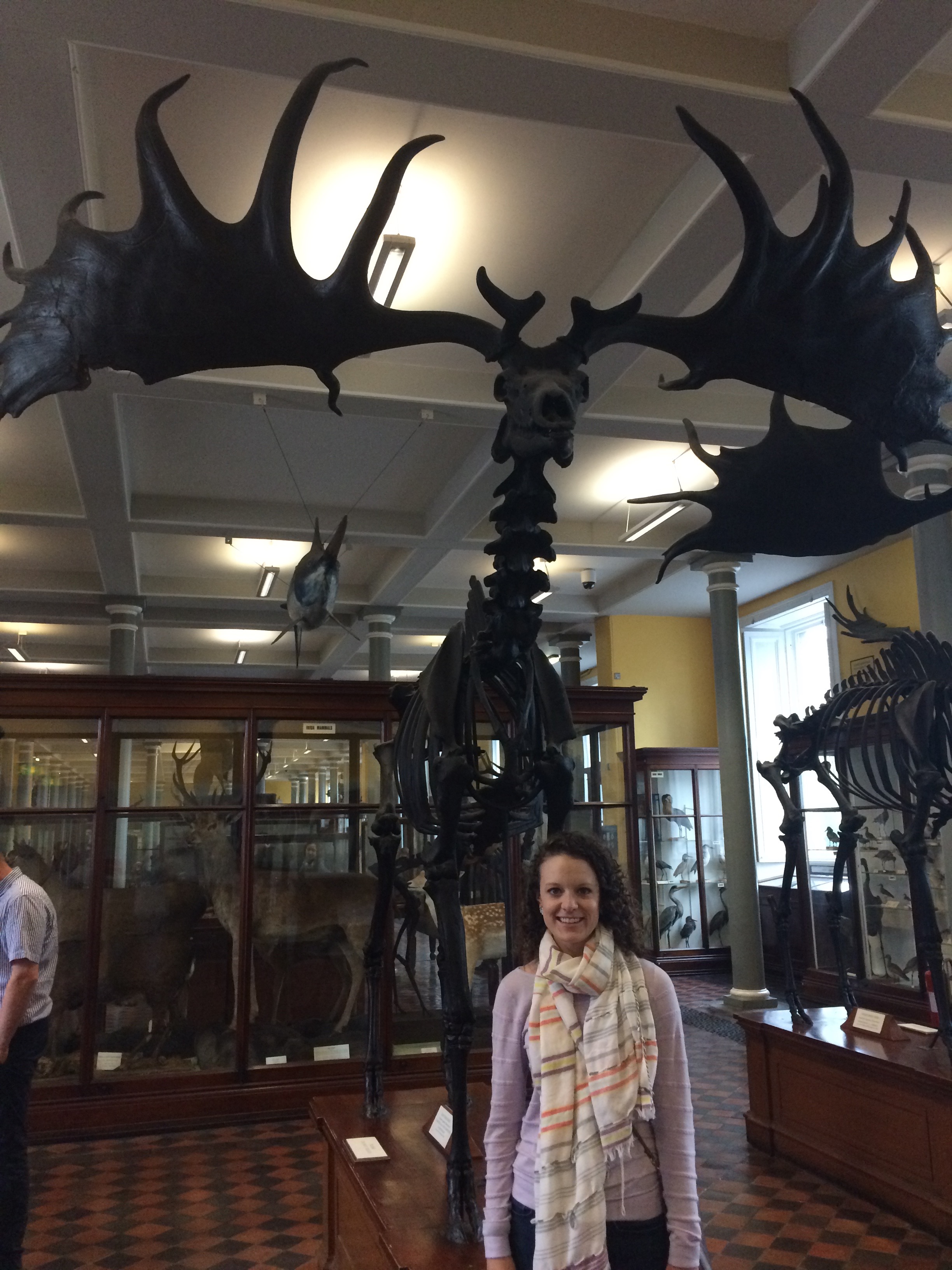 An Irish elk at the archaeology museum!